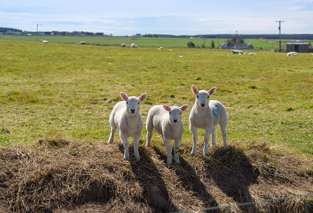 spring tips sheep