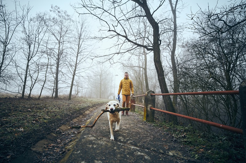 Winter dog walk