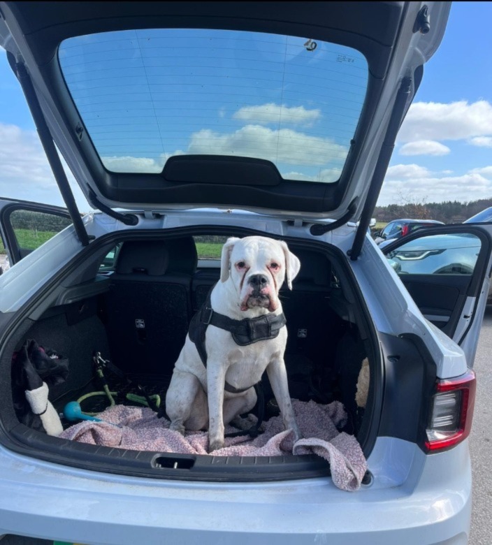 Riley the dog in the back of a Polestar 2