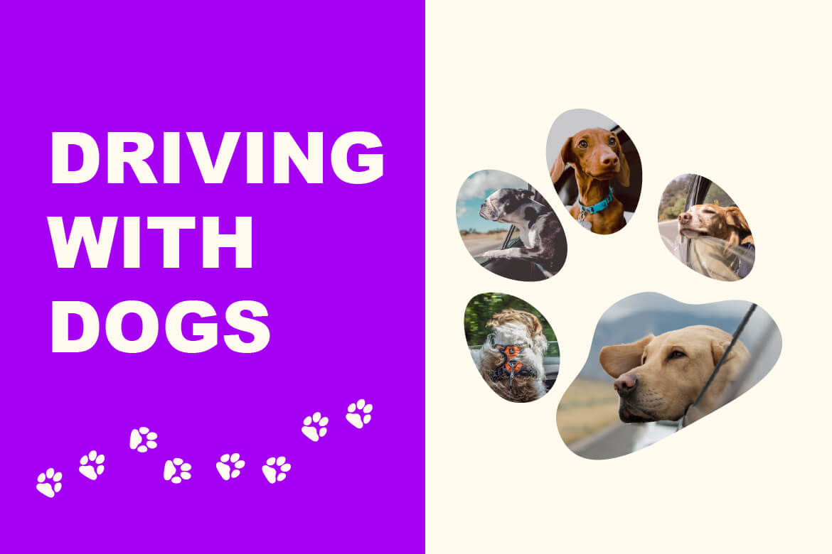 Driving with Dogs