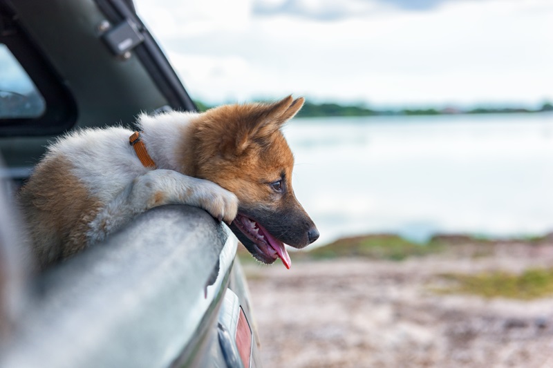 Best lease cars for dogs