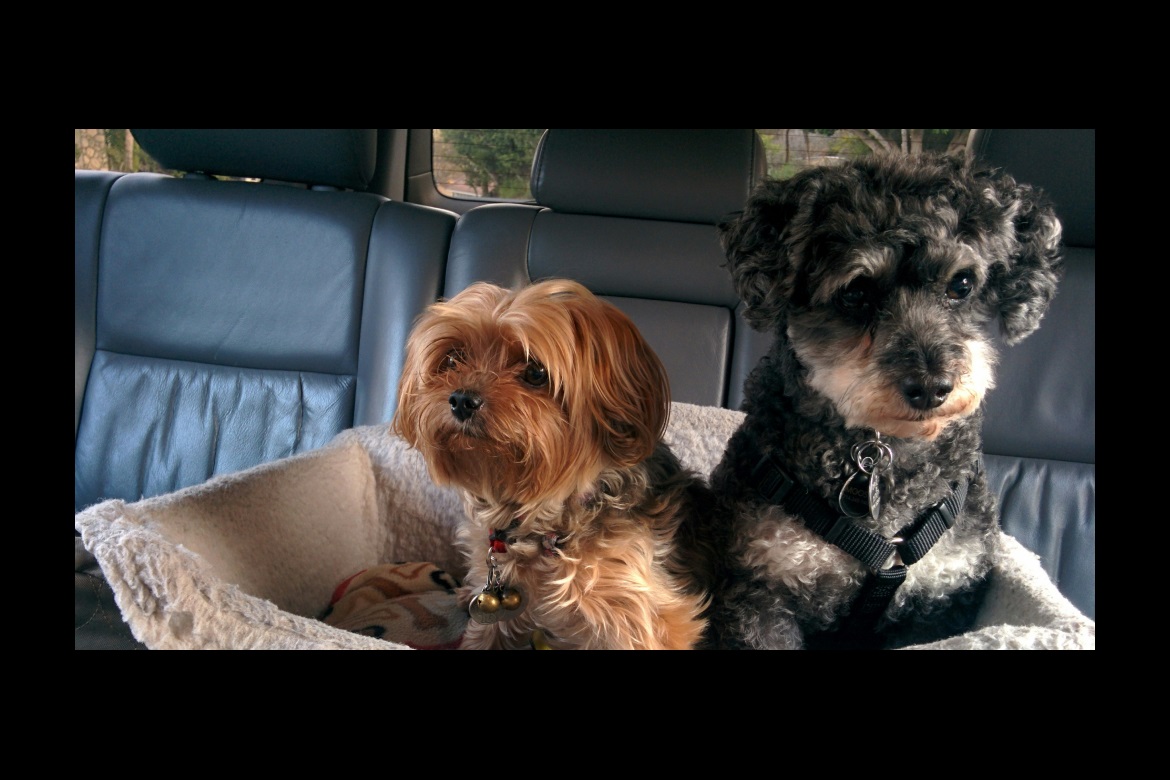 top pet-friendly vehicles