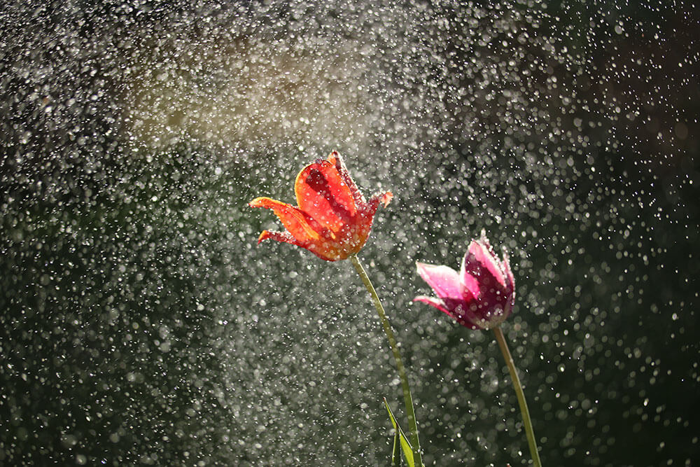 spring tips flower in rain